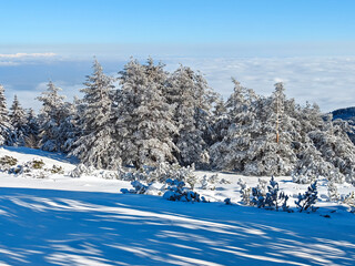 Wall Mural - Winter Landscape of Vitosha Mountain, Bulgaria