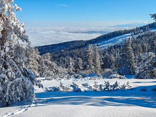 Wall Mural - Winter Landscape of Vitosha Mountain, Bulgaria