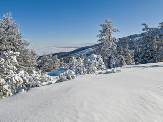 Wall Mural - Winter Landscape of Vitosha Mountain, Bulgaria