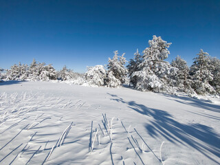 Wall Mural - Winter Landscape of Vitosha Mountain, Bulgaria