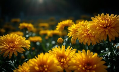 Closeup of cheerful bright yellow chrysanthemums blooming in a fall garden as a nature background East Asian china japan japanese asian korea korean taiwan east asia singapore singaporean chinese taiw