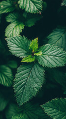 Aufkleber - Verdant green foliage thriving within dense, tropical plant growth, forming intricate botanical texture