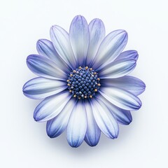 Wall Mural - A single purple gerbera flower, set against a transparent background, produced by  modern