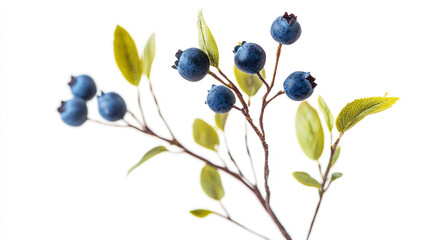 Wall Mural - Blueberry bundle isolated on a white background.