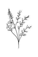 Wall Mural - Botanical hand drawing vector illustration.
