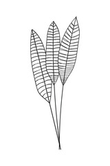 Wall Mural - Banana leaf. Tropical leaf. Vector illustration banana leaves .