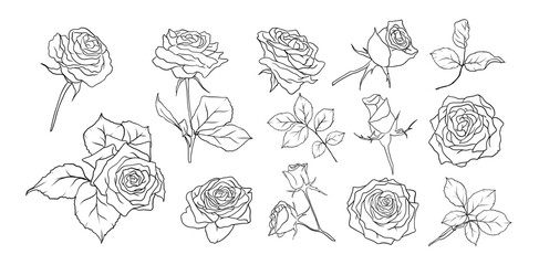 Wall Mural - Hand drawn roses flowers line art illustration with floral botanical elements nature outline and sketch style