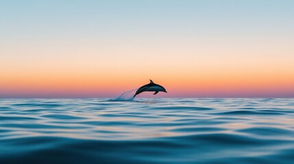 Canvas Print - Dolphin leaping at sunset over calm ocean waters