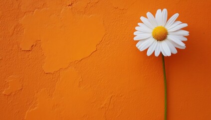 Wall Mural - Orange wall daisy flower bloom spring design