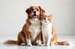 © miss irine - Dog and cat sit side by side showcasing animal companionship. Ginger color domestic duo portrait. Furry friends are adorable, symbolyzing friendship bond, pet love, adoption and care.