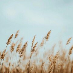 Naklejka na meble Tall grass swaying gently in the breeze under a bright sky