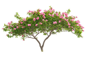 pink flower tree blooms abundantly in lush greenery