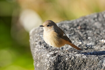 Wall Mural - daurian redstart in a forest