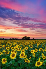 Wall Mural - beautiful sunset over sunflowers field