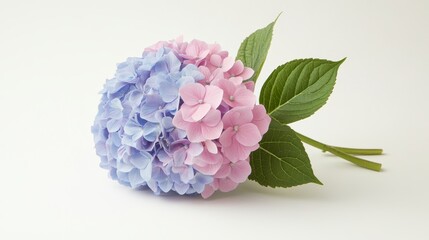 Wall Mural - Beautiful Hydrangea Bouquet with Soft Pink and Blue Petals on a Clean White Background