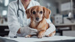 © mohammad - Chip Your Pet Month, A veterinarian wearing a white coat and gloves is installing a microchip on a small brown dog, Ai generated images