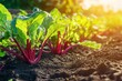© Marina Demidiuk - Fresh organic beetroots with vibrant green leaves growing in soil in a cultivated field. Beet planting in the plantation. Sustainable agriculture. Food production, healthy eating. Summer warm sunlight