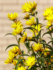 Wall Mural - A bunch of yellow flowers are growing in a pot