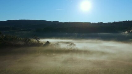 Wall Mural - Trees In The Forest Shrouded With Fog At Sunrise. - aerial shot