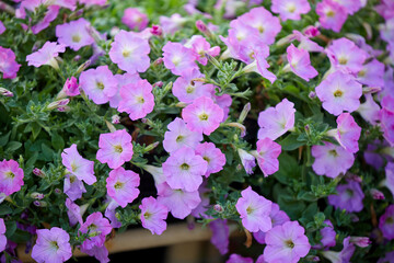 Wall Mural - Close-up view of pink Petunia in flowerbed