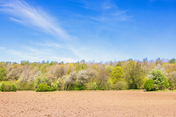 Wall Mural - Cultivated land a lush green spring forest in the countryside