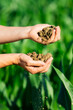 © Volodymyr - Farmer collecting soil. Agronomist checking soil and plant health on farm. Soil in Farmers hand. Land soil prepared for planting. Planting season. Humus Fertile earth ready for sowing. Grunge soiling.