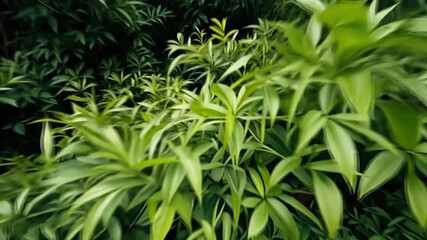 Lush green foliage, vibrant leaves, tropical garden, sunlight dappled, nature background, ideal for website or print