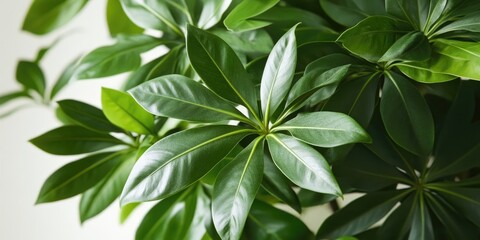 Aufkleber - Vibrant green glossy leaves densely clustered with subtle yellow edges illuminated by soft light against a blurred neutral background.