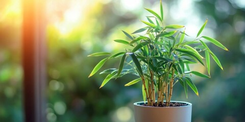 Wall Mural - Bamboo plant with vibrant green leaves in a white pot positioned on a table, illuminated by warm sunlight creating a serene atmosphere