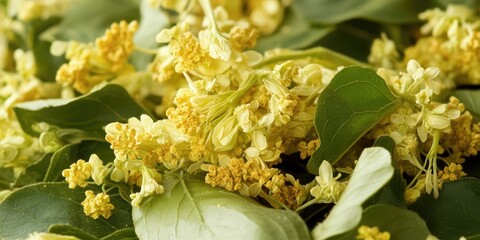 Leinwandbilder - Linden tree flowers with yellow pollen and green leaves, close-up view, creating a natural, soothing composition suitable for wellness themes.
