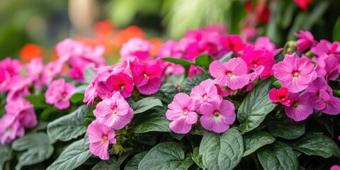 Fototapete - Vibrant pink impatiens flowers bloom abundantly in lush green foliage positioned centrally against a softly blurred background of greenery.