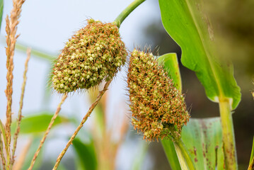 Wall Mural - Close-up of young sorghum plants that are bearing fruit, agriculture background concept