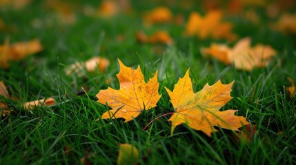 Aufkleber - Title: Two vibrant yellow maple leaves on lush green grass with a blurred natural background creating an autumnal atmosphere.