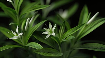 Aufkleber - Andrographis paniculata plant with vibrant green leaves and delicate white flowers against a dark background highlighting natural beauty and authenticity