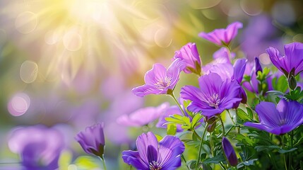Aufkleber - Soft focus on vibrant purple flowers in a sunlit meadow with a bokeh effect, capturing the beauty of spring's natural blooms.