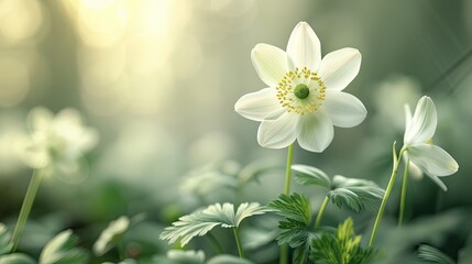 Aufkleber - White Snowdrop Anemone Anemone sylvestris blooming in soft focus surrounded by lush green foliage with a blurred natural background in spring light