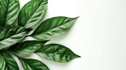 Aufkleber - Vibrant green leaves with varied shapes and textures arranged in a fan-like pattern on a soft white background for a fresh natural look.