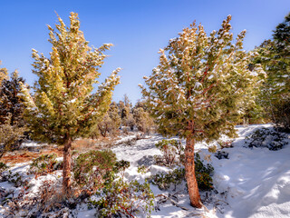 Fresh blanket of snow lays on the ground and trees in a serene meadow setting with Autumn colored leaves and pine trees with clear blue sky