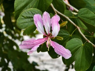 Wall Mural - Phanera variegata flower in the morning 