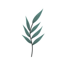 Handdrawn Leaf Illustration