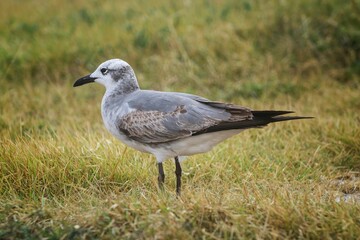 Wall Mural - A seagull standing on grass