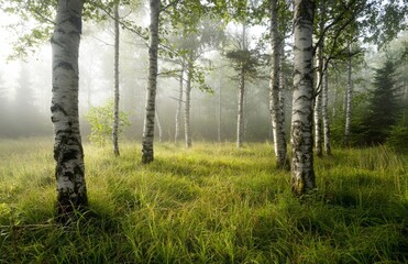  The mixed coniferous forest displays a picturesque scenery at sunrise, complete with fog, haze, and sunbeams, and features close-up views of pine, fir, oak, and birch trees