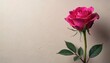 © Pete - Close-up of single fuchsia rose on light taupe background. Minimalist style photo, vibrant bright colours, elegant structure, clean serene image with empty space for text.