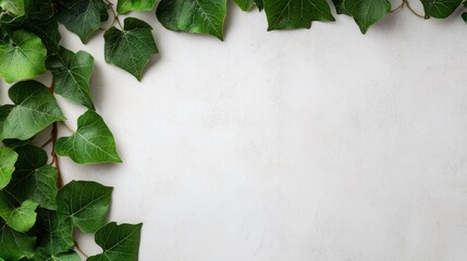 Poster - Green Ivy Leaves on Light Background for Nature Themes