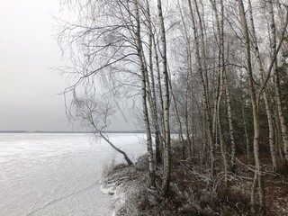 Wall Mural - Rekyva forest and lake during cloudy winter day. Pine and birch tree woodland. Frozen lake. Bushes and small trees are growing in woods. Cloud day with clouds in sky. Snowy. Nature. Rekyvos miskas.