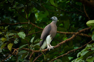 grey-headed fish eagle (icthyophaga ichthyaetus) perching on big tree branch at a lakeside waiting f