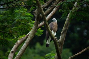 grey-headed fish eagle (icthyophaga ichthyaetus) perching on big tree branch at a lakeside waiting f