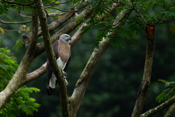 grey-headed fish eagle (icthyophaga ichthyaetus) perching on big tree branch at a lakeside waiting f