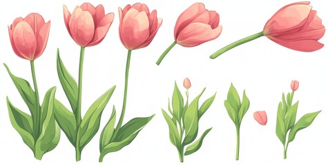 Wall Mural - Soft pink and red watercolor tulips, included in a spring collection of botanical plant illustrations, are available as stock images with elegant watercolor designs on a transparent background