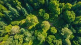 Aerial View of Lush Mixed Forests Featuring Deciduous and Coniferous Trees in Vibrant Summer Landscape